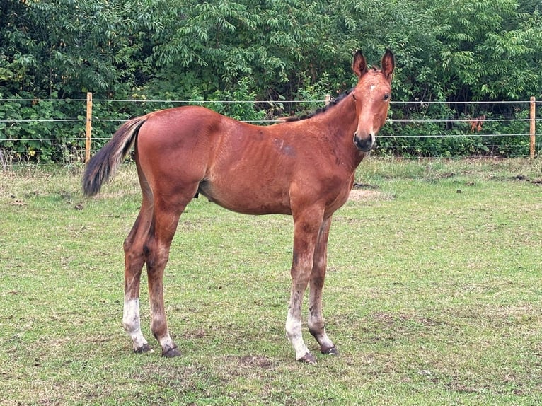 Zangersheider Stallion Foal (04/2025) Brown in GROTE-BROGEL
