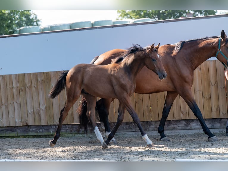 Zangersheider Stallion Foal (03/2025) Brown in GROTE-BROGEL