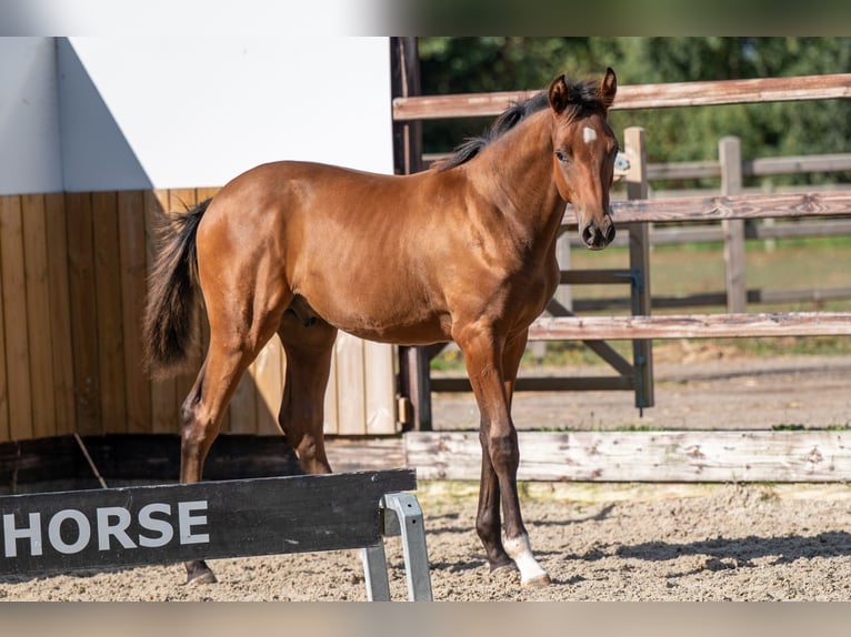 Zangersheider Stallion Foal (03/2025) Brown in GROTE-BROGEL