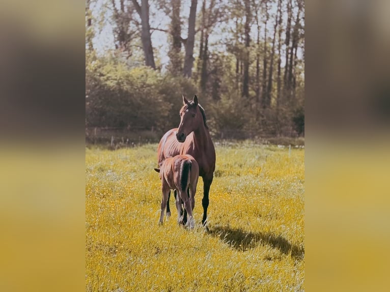 Zangersheider Stallion Foal (03/2026) Brown in Grote-Brogel