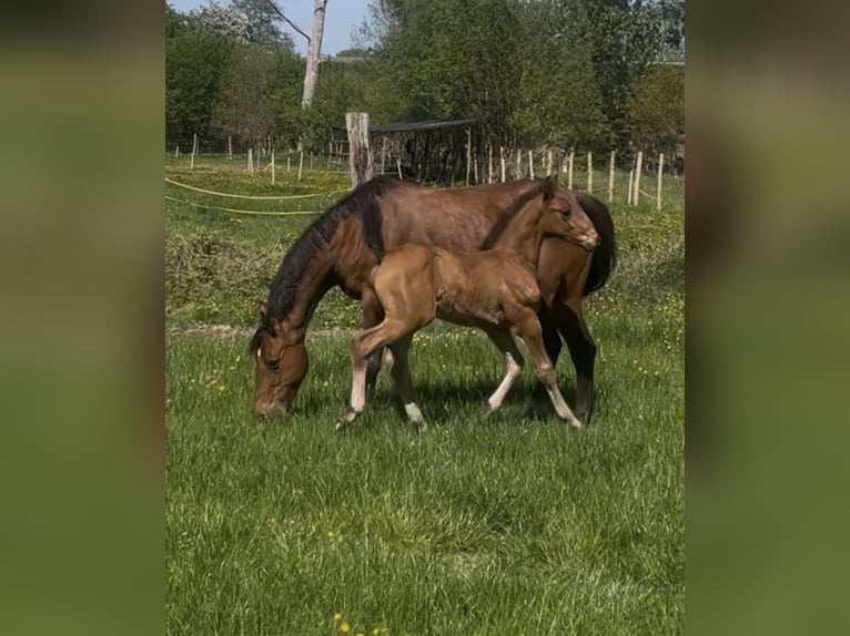 Zangersheider Stallion Foal (03/2026) Brown in Grote-Brogel