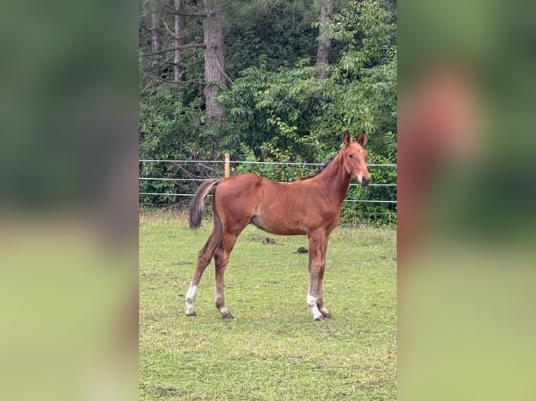 Zangersheider Stallion Foal (04/2025) Brown in GROTE-BROGEL
