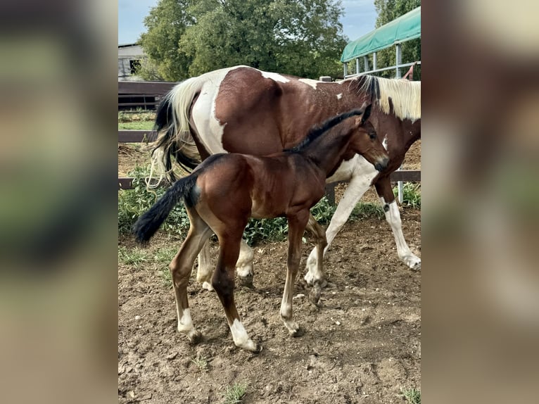 Zangersheider Stallion Foal (07/2024) Brown in GROTE-BROGEL