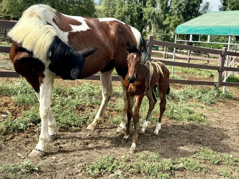 Zangersheider Stallion Foal (07/2024) Brown in GROTE-BROGEL