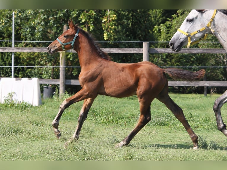 Zangersheider Stallion Foal (06/2026) Brown in Kaulille