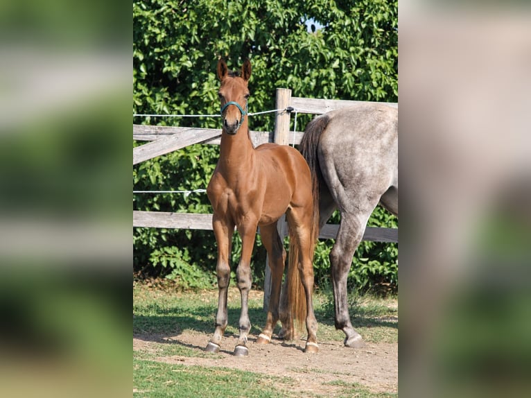 Zangersheider Stallion Foal (06/2026) Brown in Kaulille