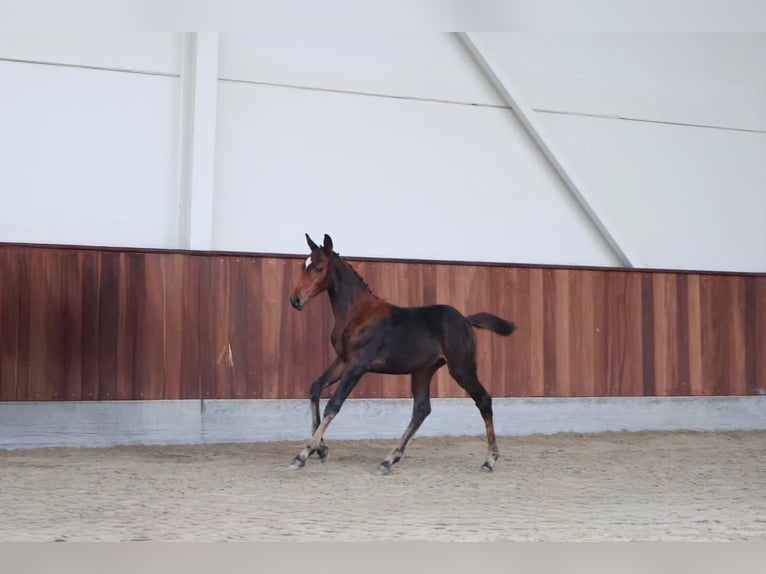 Zangersheider Stallion Foal (06/2026) Brown in Kaulille