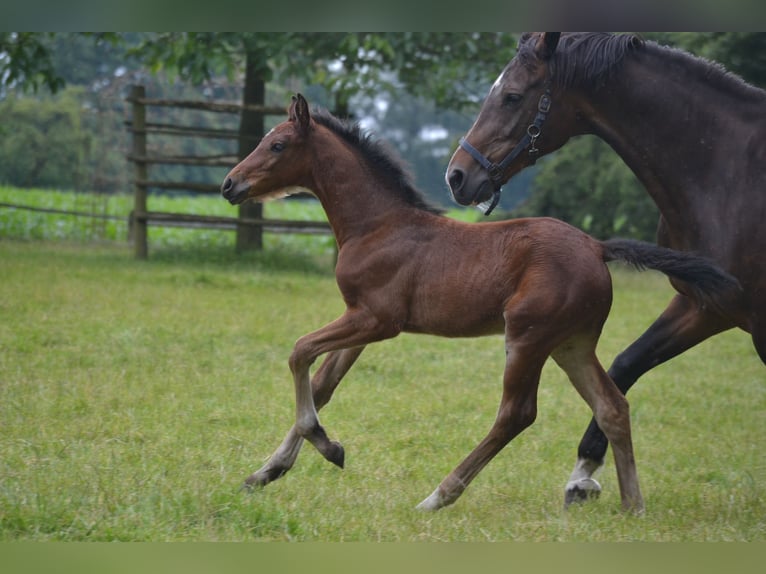 Zangersheider Stallion Foal (05/2024) Brown in MerzenMerzen