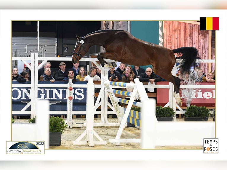 Zangersheider Stallion Foal (03/2026) Brown in Ninove