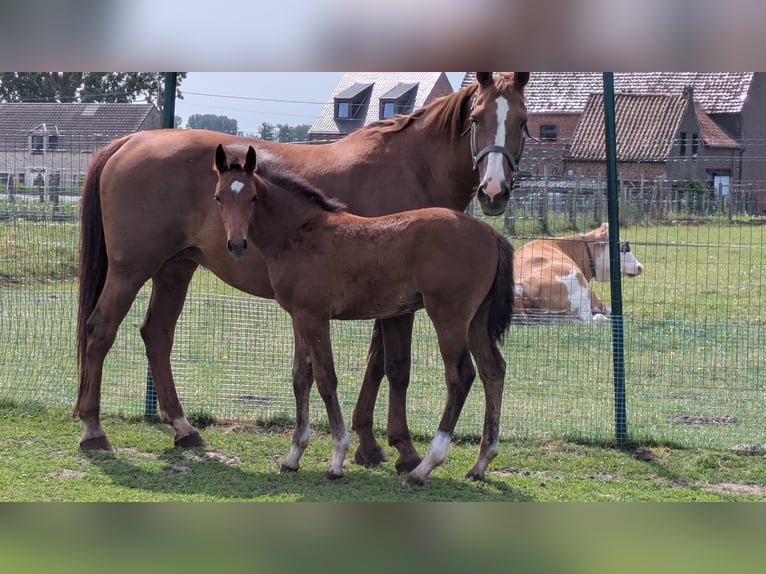Zangersheider Stallion Foal (03/2026) Brown in Ninove