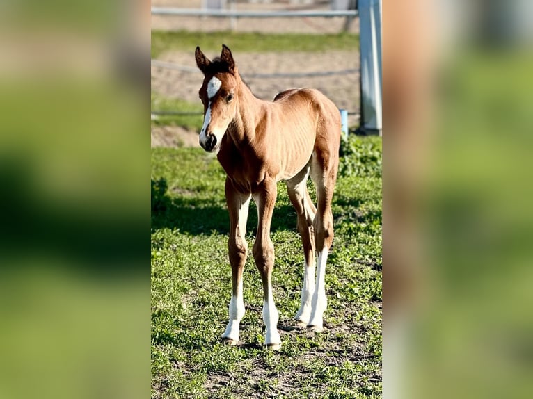 Zangersheider Stallion  Brown in Piaseczno