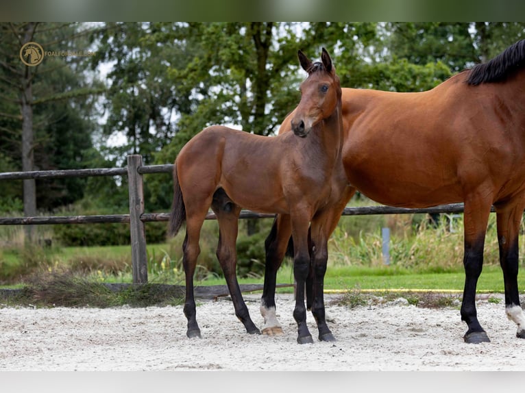 Zangersheider Stallion Foal (04/2023) Brown in Son en Breugel