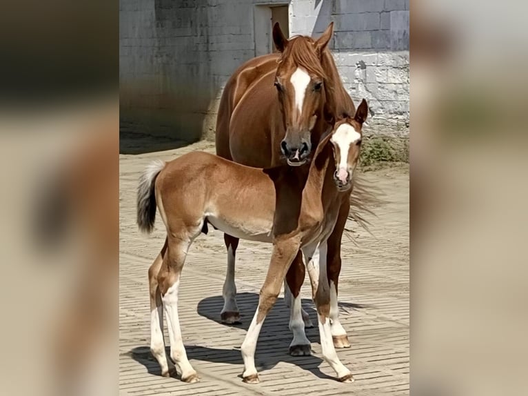 Zangersheider Stallion Foal (06/2025) Brown in Spahnharrenst&#xE4;tte