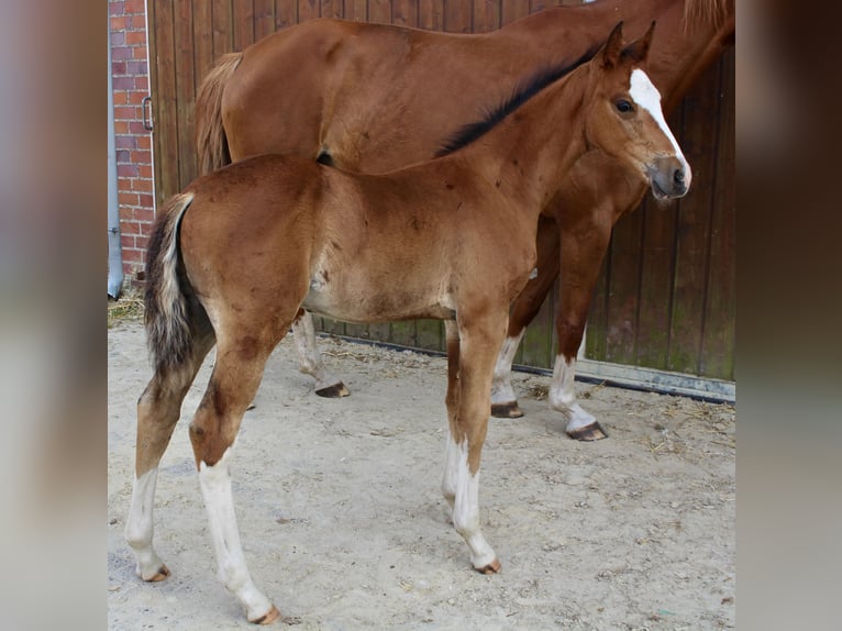 Zangersheider Stallion Foal (06/2025) Brown in Spahnharrenst&#xE4;tte