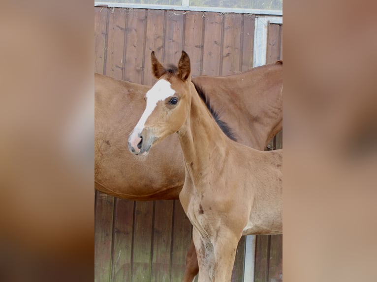Zangersheider Stallion Foal (06/2025) Brown in Spahnharrenst&#xE4;tte