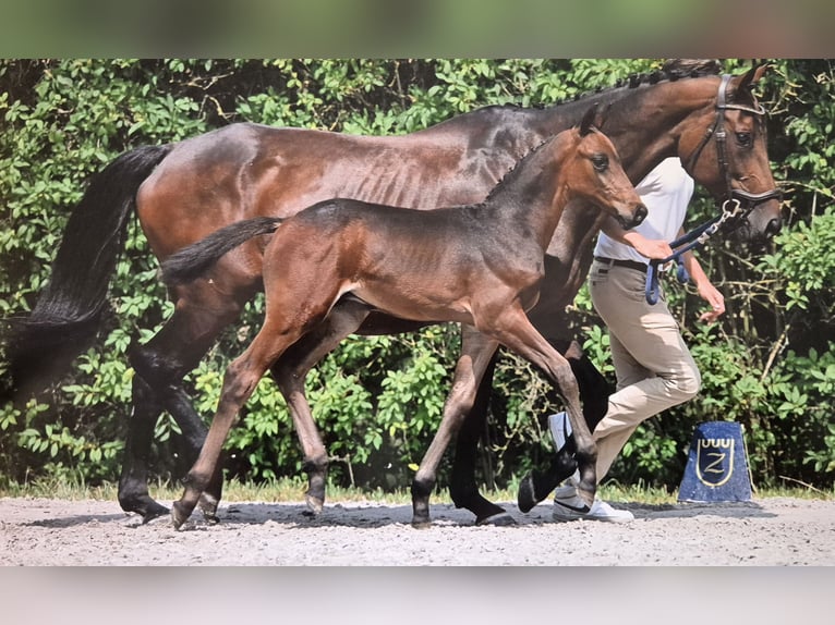 Zangersheider Stallion Foal (06/2025) Brown in Veghel