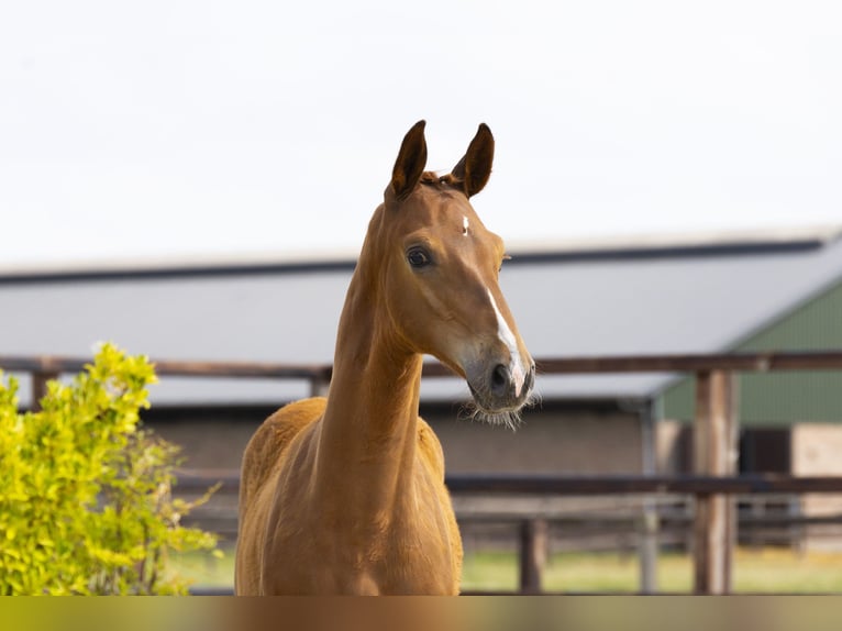 Zangersheider Stallion Foal (04/2025) Brown in Waddinxveen