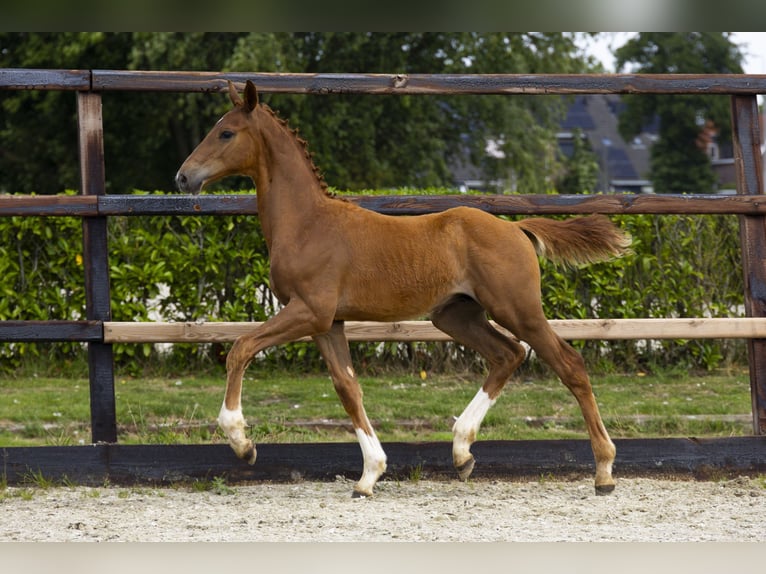 Zangersheider Stallion Foal (04/2025) Brown in Waddinxveen