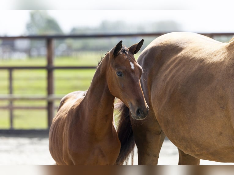 Zangersheider Stallion Foal (04/2025) Brown in Waddinxveen