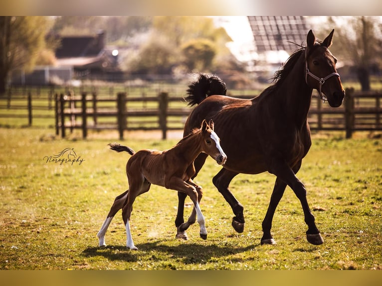 Zangersheider Stallion  Brown in Zottegem