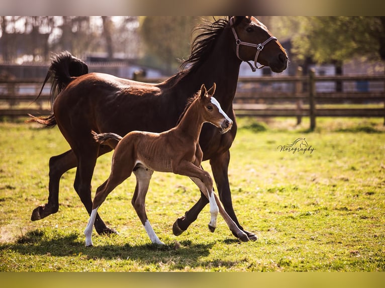 Zangersheider Stallion  Brown in Zottegem