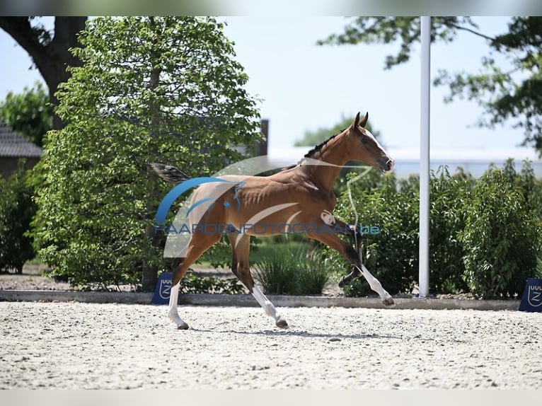 Zangersheider Stallion Foal (05/2025) Brown in Zottegem