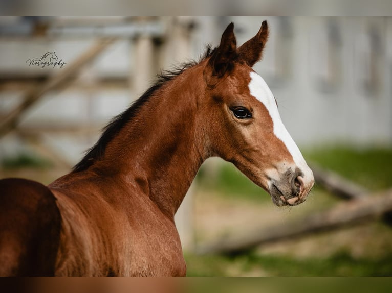 Zangersheider Stallion  Brown in Zottegem