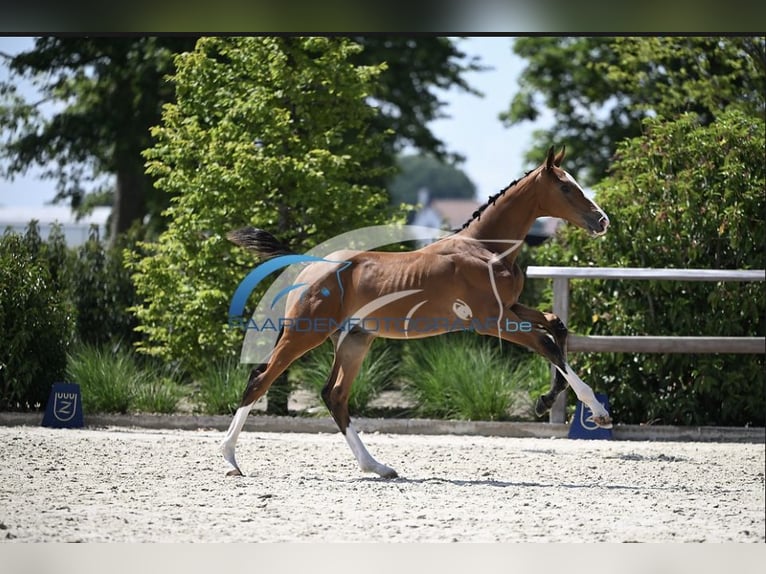 Zangersheider Stallion Foal (05/2025) Brown in Zottegem