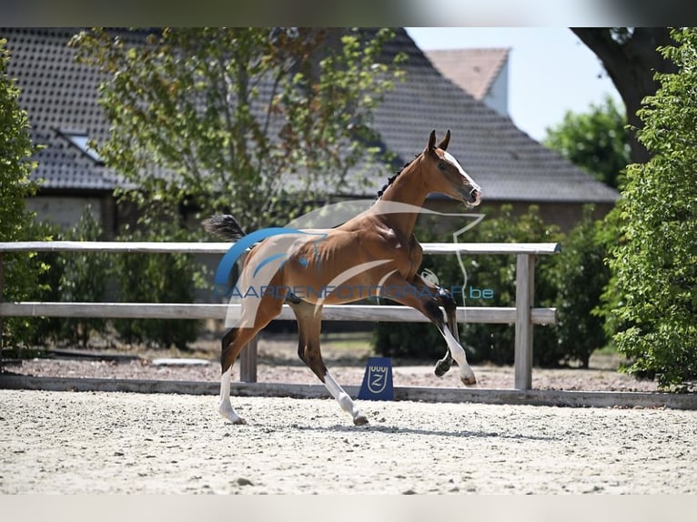 Zangersheider Stallion Foal (05/2025) Brown in Zottegem