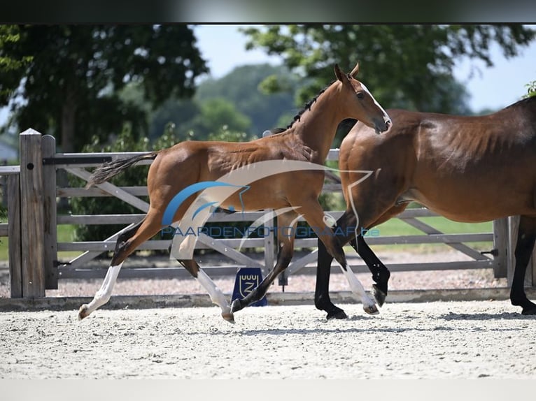 Zangersheider Stallion Foal (05/2025) Brown in Zottegem