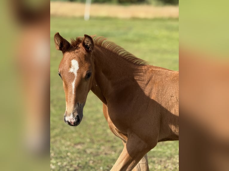 Zangersheider Stallion Foal (05/2025) Chestnut-Red in Drzonowo