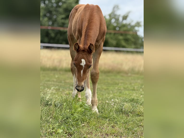 Zangersheider Stallion Foal (05/2025) Chestnut-Red in Drzonowo