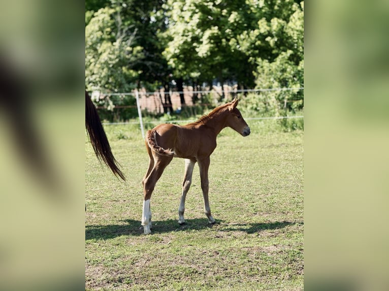 Zangersheider Stallion Foal (05/2025) Chestnut-Red in Drzonowo