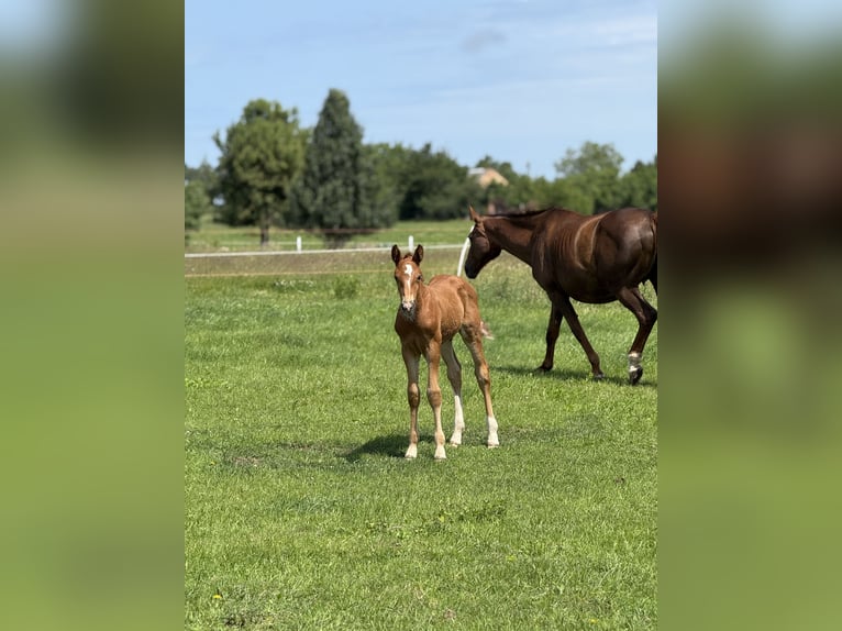 Zangersheider Stallion Foal (05/2025) Chestnut-Red in Drzonowo