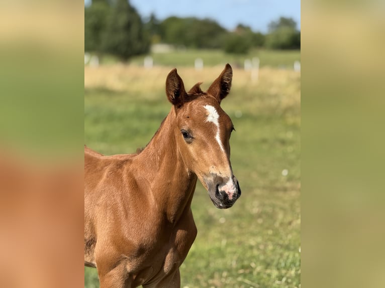 Zangersheider Stallion Foal (05/2025) Chestnut-Red in Drzonowo