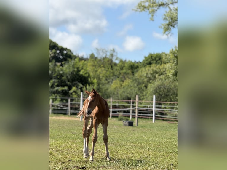 Zangersheider Stallion Foal (05/2025) Chestnut-Red in Drzonowo
