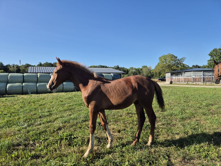 Zangersheider Stallion Foal (03/2024) Chestnut-Red in OBERHOFFEN-SUR-MODER