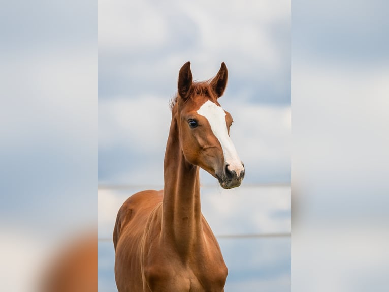 Zangersheider Stallion Foal (03/2024) Chestnut-Red in Wudzyn