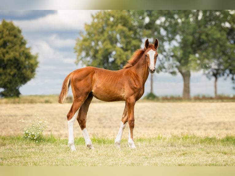 Zangersheider Stallion Foal (03/2024) Chestnut-Red in Wudzyn