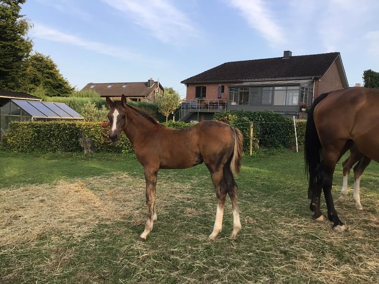 Zangersheider Stallion Foal (05/2025) Chestnut-Red in Charneux