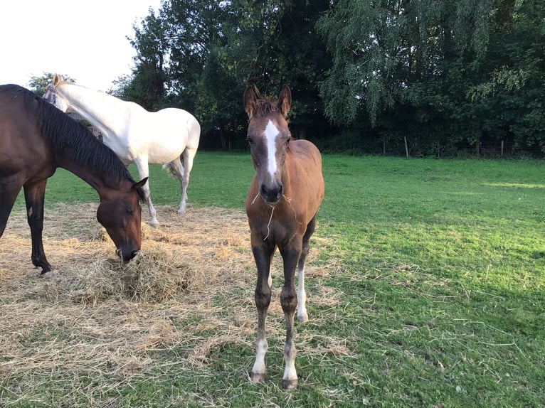 Zangersheider Stallion Foal (05/2025) Chestnut-Red in Charneux