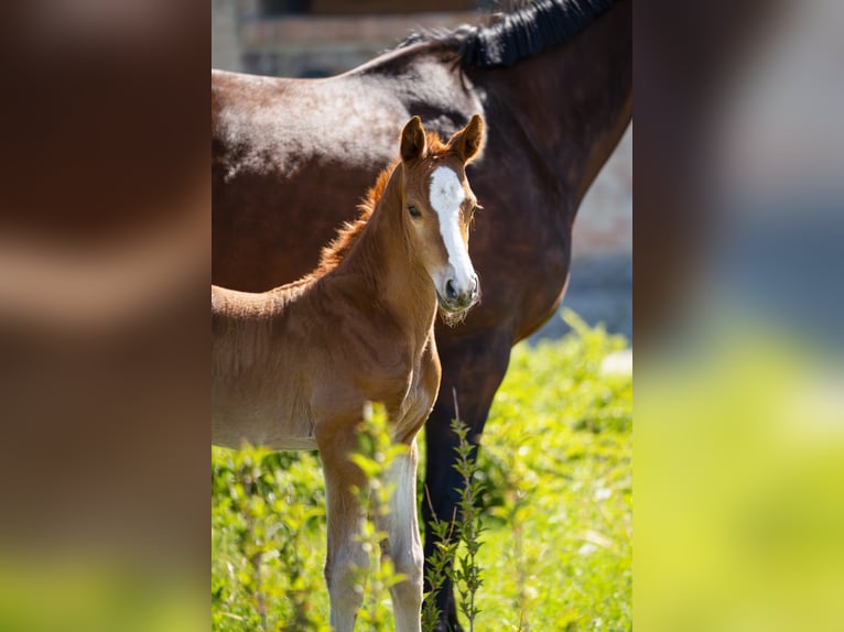 Zangersheider Stallion  Chestnut-Red in W&#x119;gorzyno