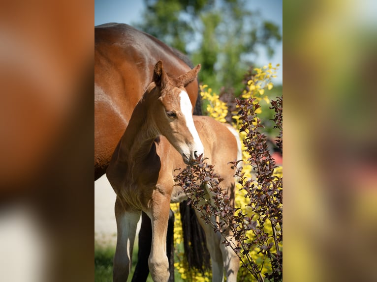Zangersheider Stallion  Chestnut-Red in W&#x119;gorzyno