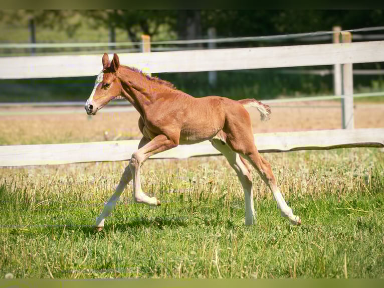 Zangersheider Stallion  Chestnut-Red in W&#x119;gorzyno
