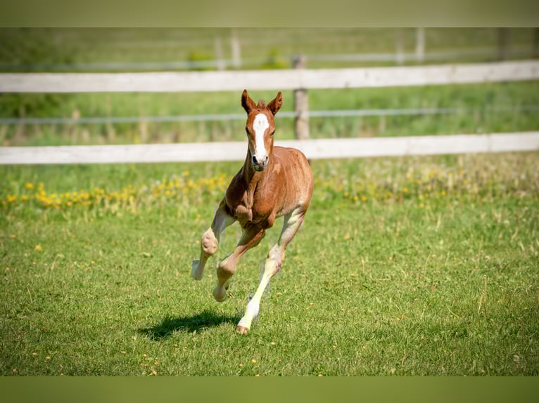 Zangersheider Stallion  Chestnut-Red in W&#x119;gorzyno