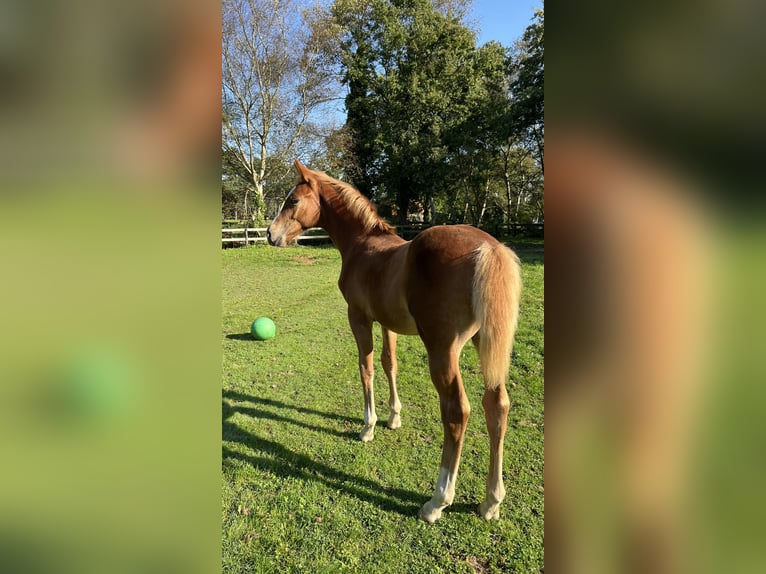 Zangersheider Stallion Foal (06/2024) Chestnut-Red in Haacht