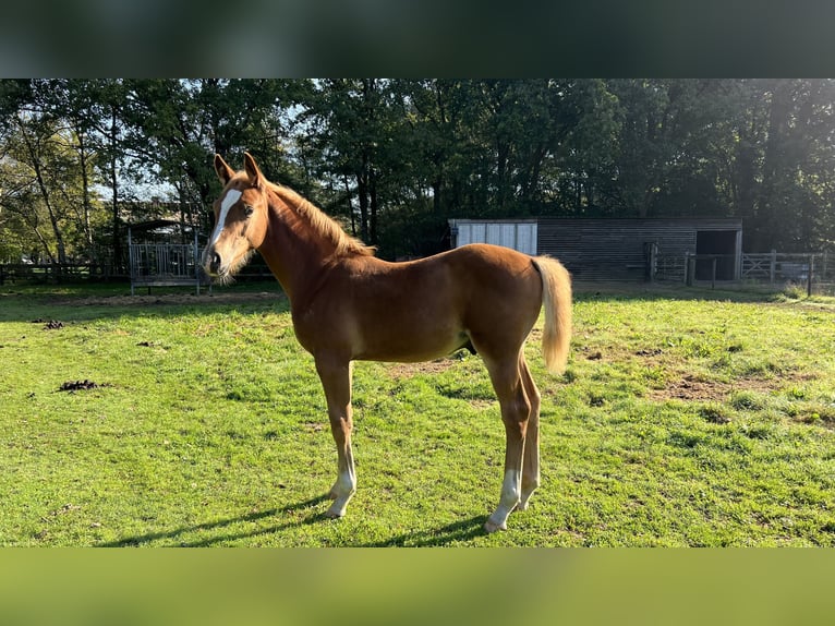 Zangersheider Stallion Foal (06/2024) Chestnut-Red in Haacht