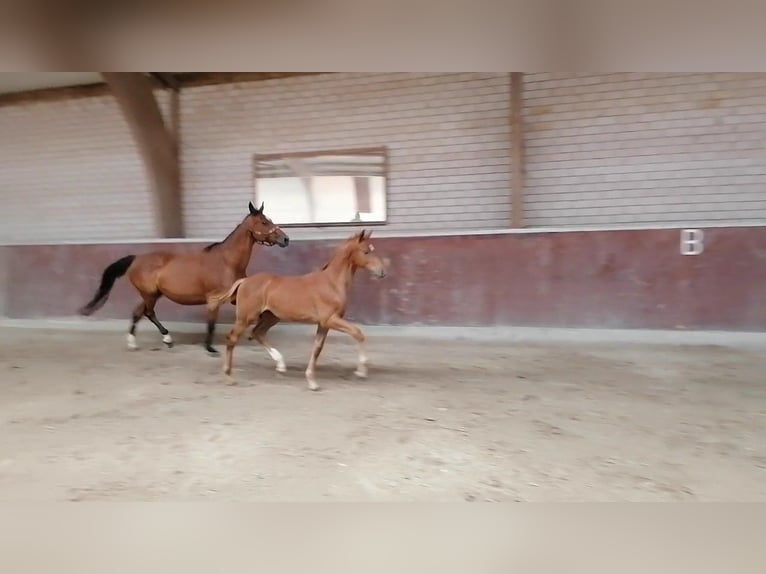Zangersheider Stallion Foal (04/2025) Chestnut-Red in Ro&#xDF;dorf