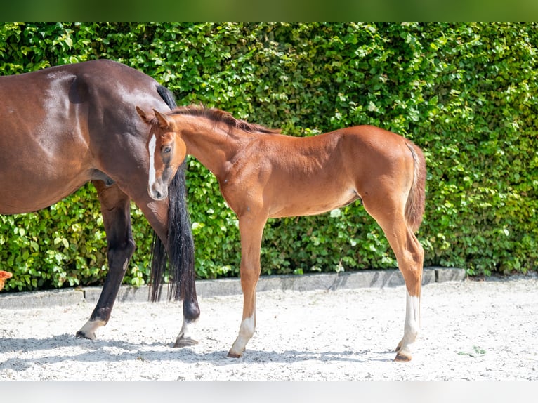 Zangersheider Stallion Foal (06/2024) Chestnut-Red in GROTE-BROGEL