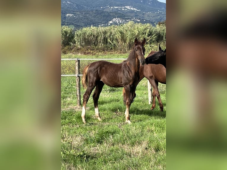 Zangersheider Stallion  Chestnut-Red in GROTE-BROGEL